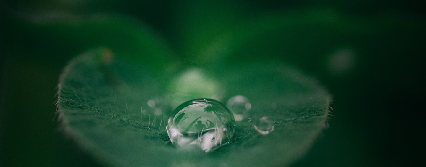 Droplet on a Leaf